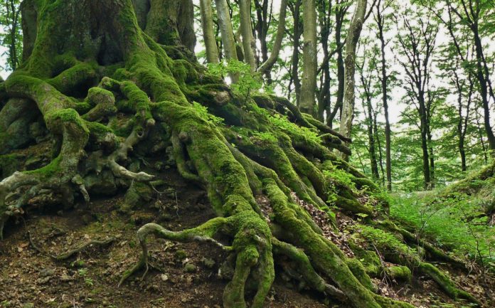 Raiz da planta - uma parte essencial nas suas plantas