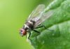 6 ingredientes que ajudam a afastar insectos