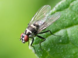 6 ingredientes que ajudam a afastar insectos