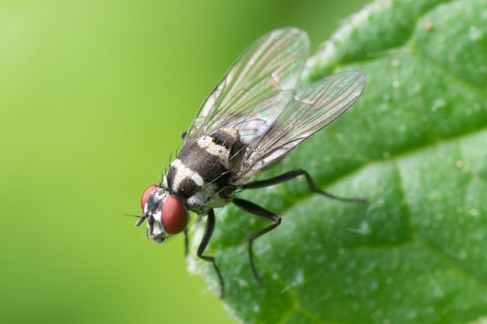 6 ingredientes que ajudam a afastar insectos