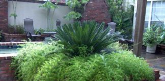 Como conseguir plantas mais densas