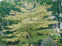 Cornus Controversa Variegata