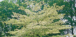 Cornus Controversa Variegata