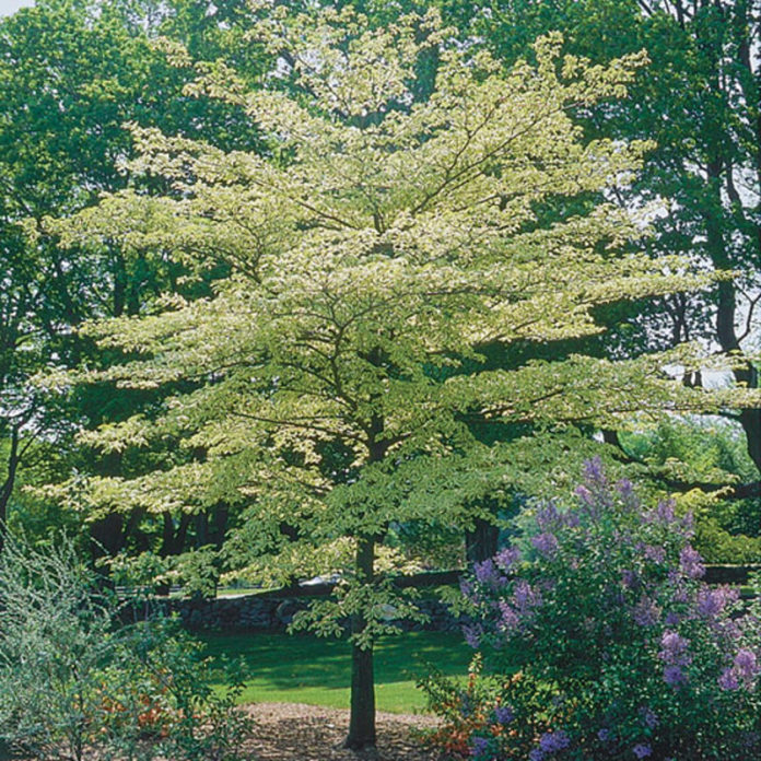 Cornus Controversa Variegata