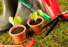 Cuidados a ter com as plantas todos os dias