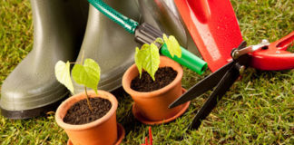 Cuidados a ter com as plantas todos os dias