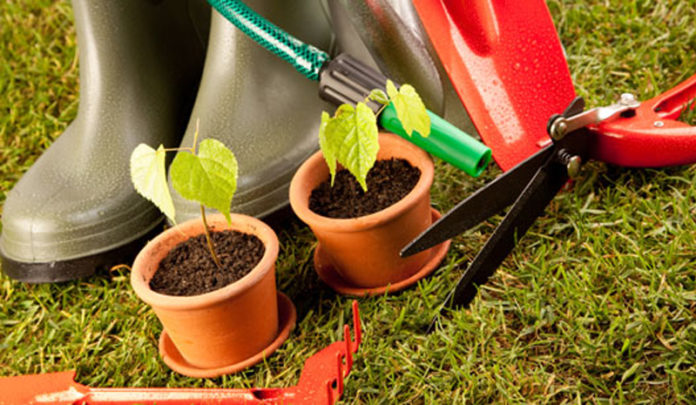 Cuidados a ter com as plantas todos os dias