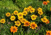 Gazania: Espalhe cor prateadano seu jardim