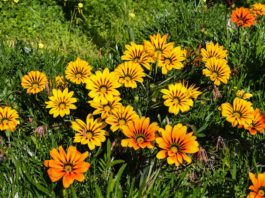 Gazania: Espalhe cor prateadano seu jardim