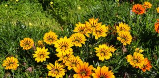 Gazania: Espalhe cor prateadano seu jardim