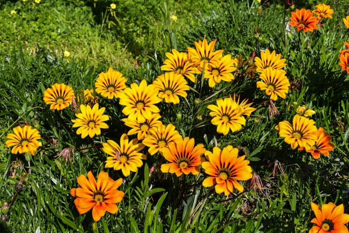 Gazania: Espalhe cor prateadano seu jardim