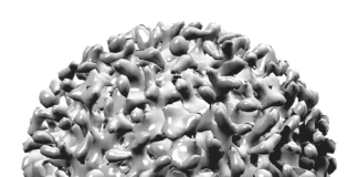 O vírus da hepatite B