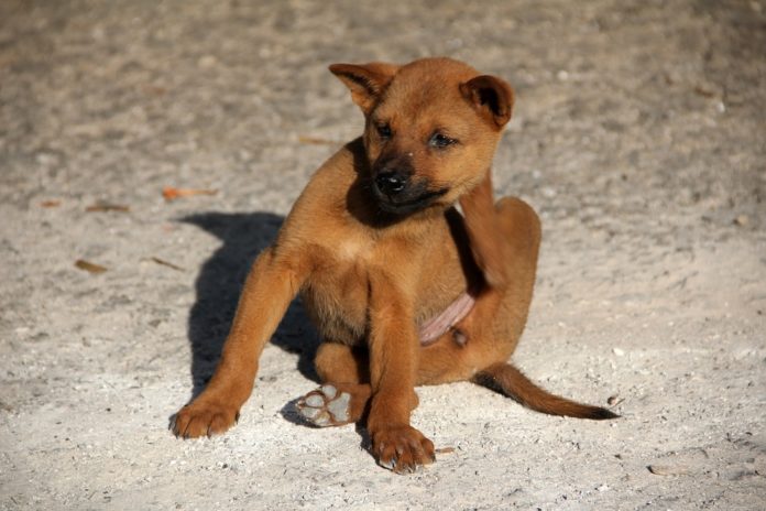 Parasitas dos animais