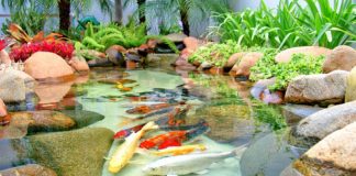 Plantas para Lagos Ornamentais