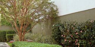 Saiba como escolher a cerca viva certa para o seu jardim