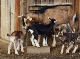 Significado de Sonhar com cabras