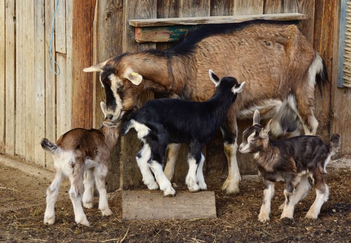 Significado de Sonhar com cabras