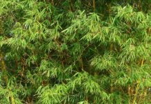 Decoração com bambus, no jardim ou em casa