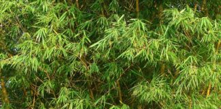 Decoração com bambus, no jardim ou em casa
