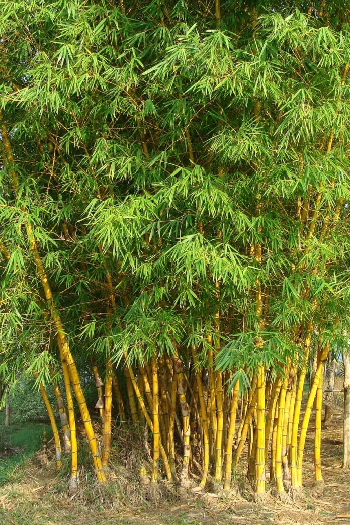 Decoração com bambus, no jardim ou em casa