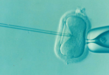 Investigação com embriões humanos