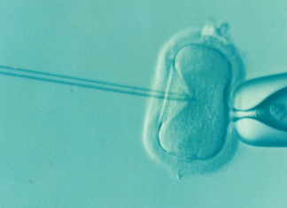 Investigação com embriões humanos