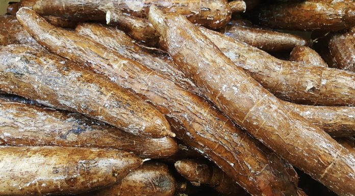 Mandioca ou aipim, saiba como deve conservar e cozinhar Mandioca ou aipim, saiba como deve conservar e cozinhar