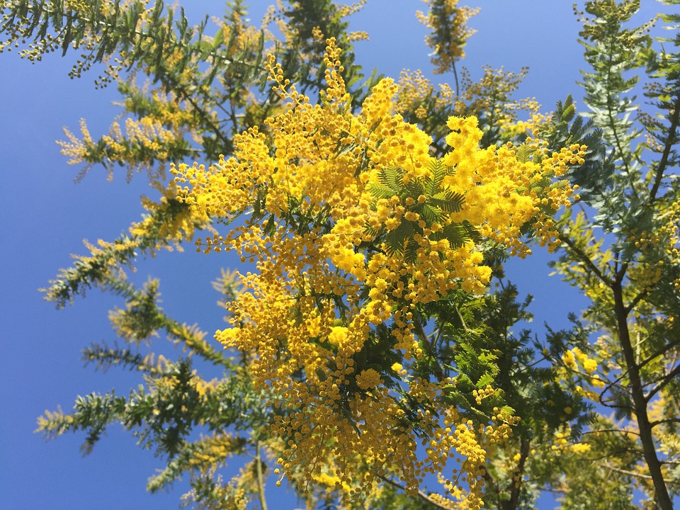 Acácia, a flor do símbolo do sol - Mulher Portuguesa