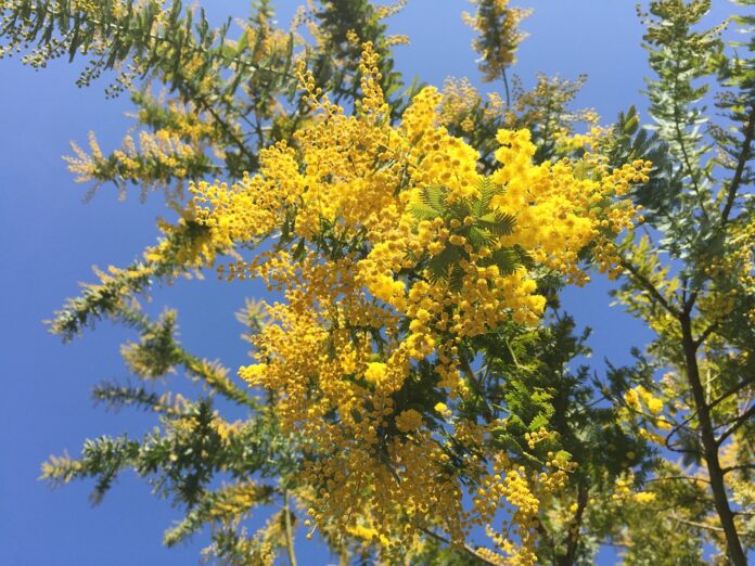 A flor da Acácia amarela