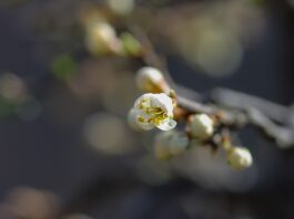 Abrunheiro em flor