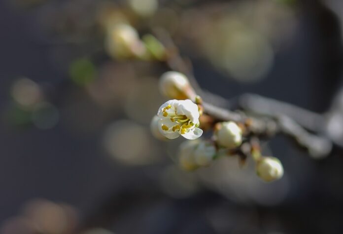 Abrunheiro em flor