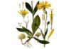 Arnica: o seu papel na prática de desporto Arnica