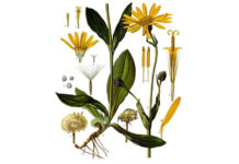 Arnica