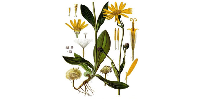 Arnica