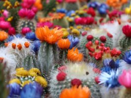 Cactos plantas para atrair energia positiva para a sua casa