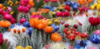 Cactos plantas para atrair energia positiva para a sua casa