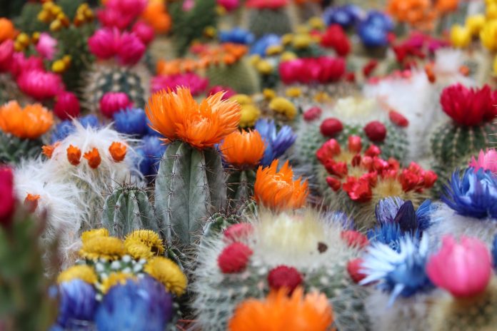 Cactos plantas para atrair energia positiva para a sua casa