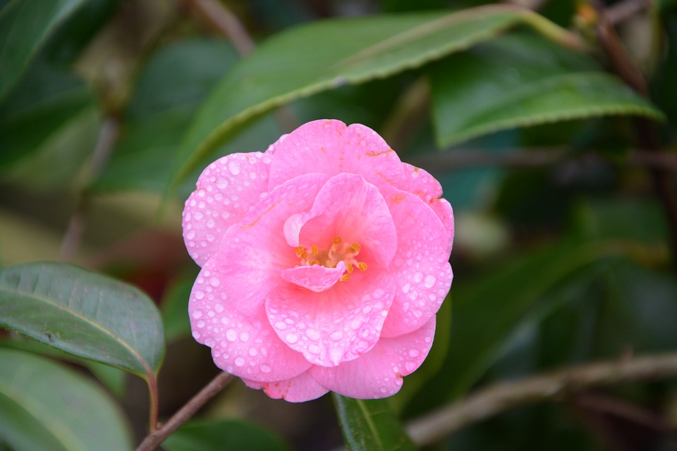 Camélia, a flor da excelência - Mulher Portuguesa