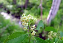 Celastrus Scandens, a flor da grande verdade