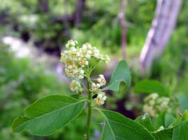 Celastrus Scandens, a flor da grande verdade