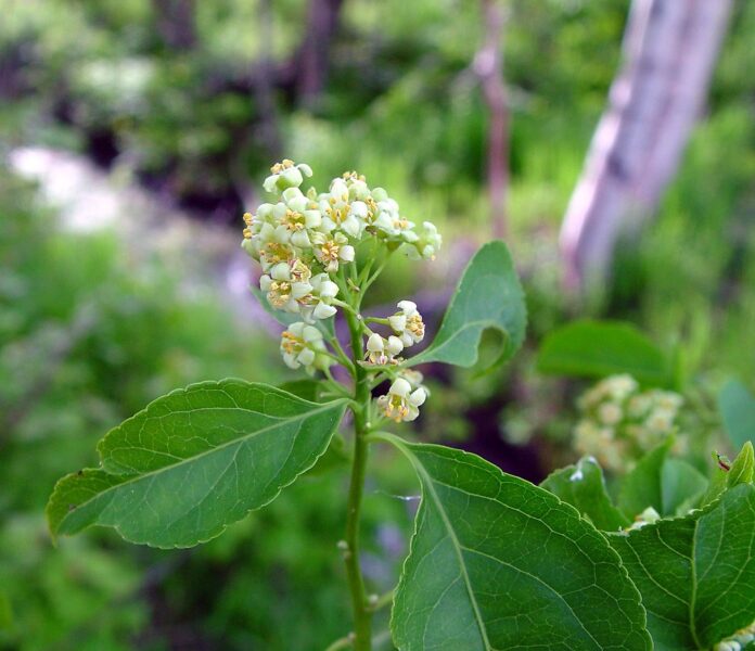 Celastrus Scandens, a flor da grande verdade