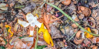 Composto orgânico