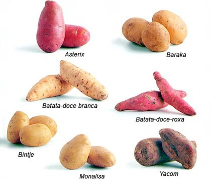 Conheça os diversos tipos de batata