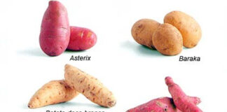 Conheça os diversos tipos de batata