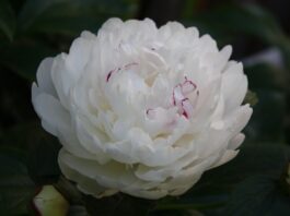 Significado do Cravo branco