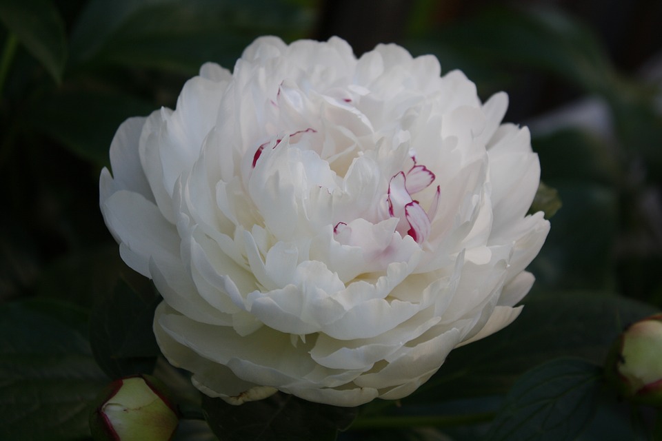 Cravo branco, a flor do puro amor - Mulher Portuguesa