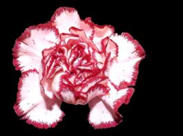 Significado do Cravo riscado