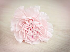 Significado do Cravo rosa