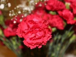 Conheça o significado do Cravo vermelho