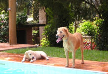 Cuidados a ter com o cão no verão